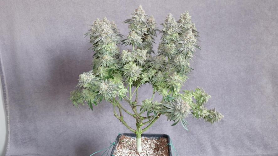 Micro Grow 1. Week 8