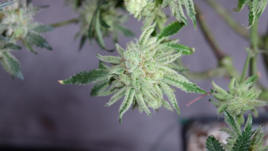 Micro Grow 1. Week 8