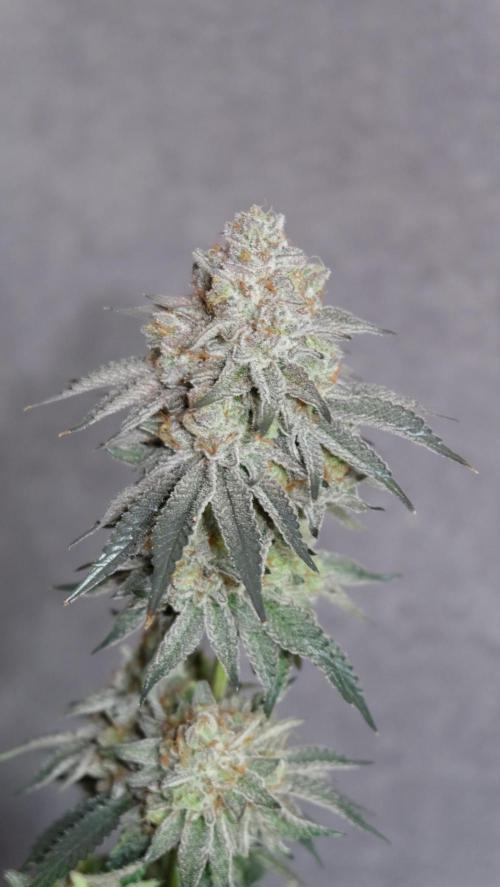 Micro Grow 1. Week 8