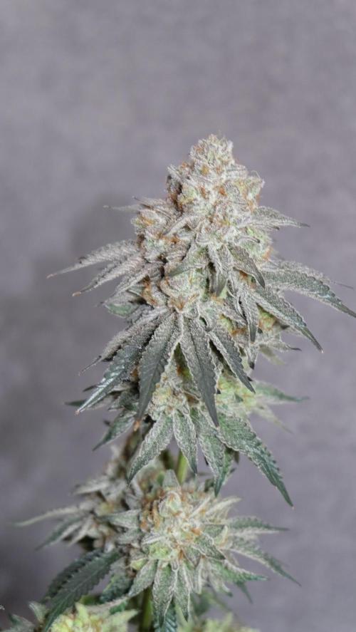 Micro Grow 1. Week 8