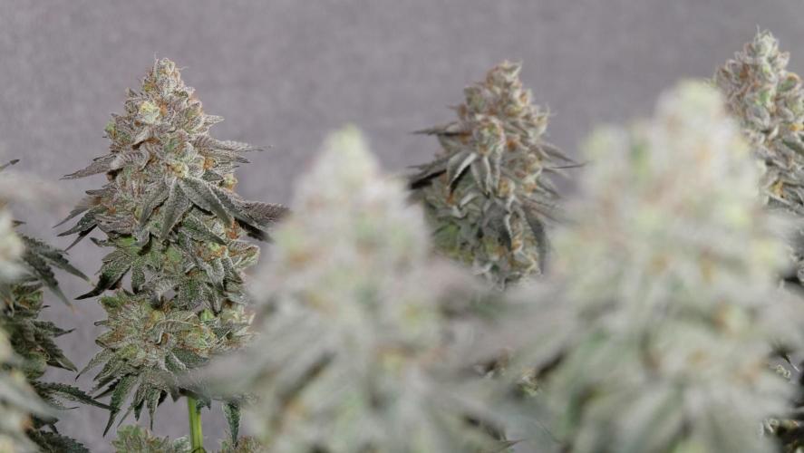 Micro Grow 1. Week 8