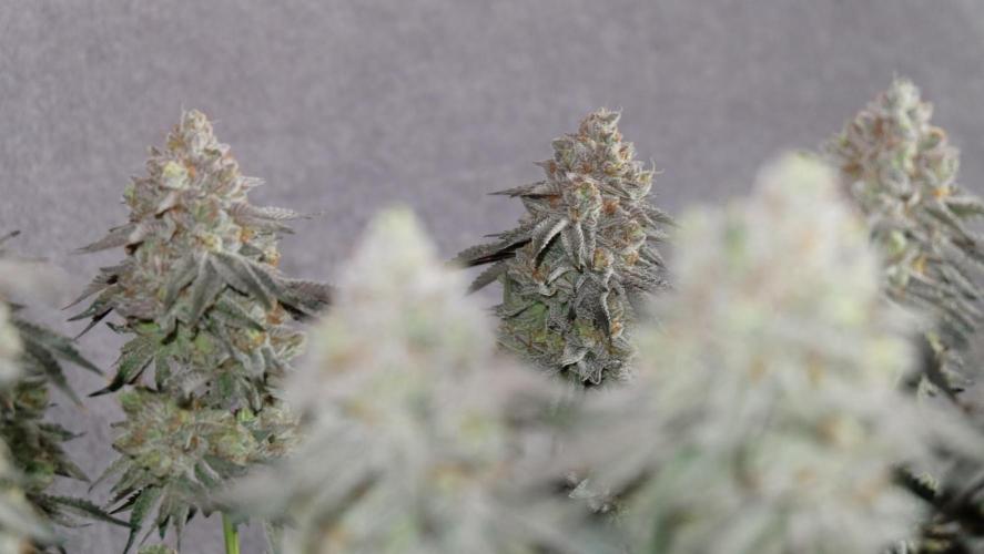 Micro Grow 1. Week 8