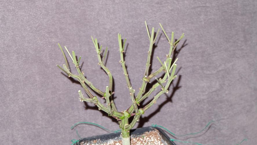 Micro Grow 1. Week 9