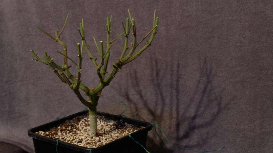 Micro Grow 1. Week 9