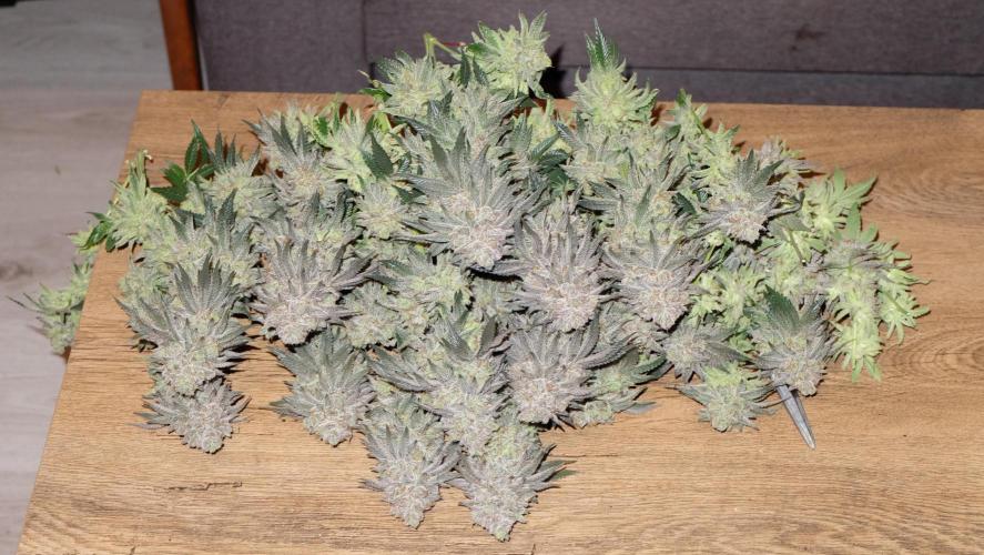 Micro Grow 1. Week 9