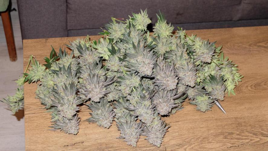 Micro Grow 1. Week 9