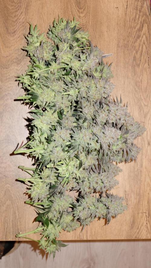 Micro Grow 1. Week 9