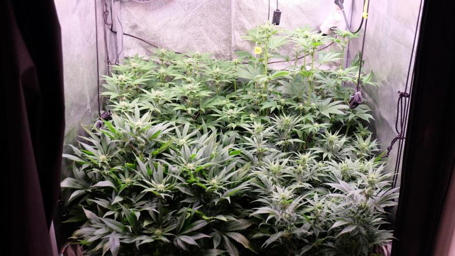 The Hippopotamus's Garden 1. Week 10