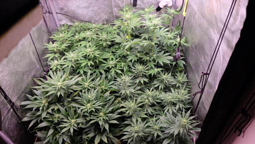 The Hippopotamus's Garden 1. Week 10