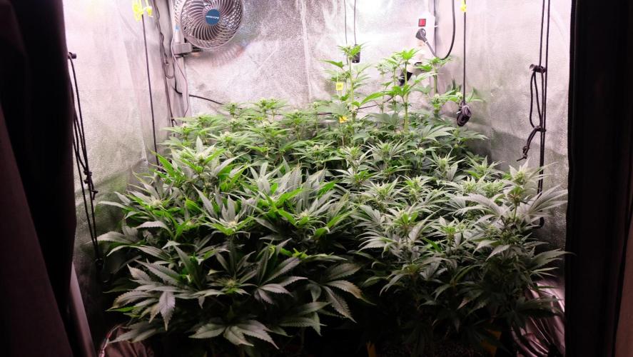 The Hippopotamus's Garden 1. Week 10