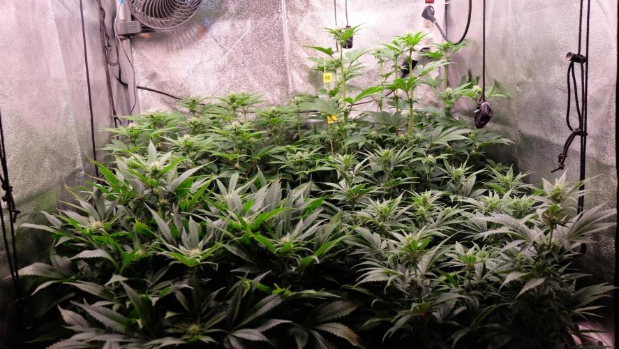 The Hippopotamus's Garden 1. Week 10