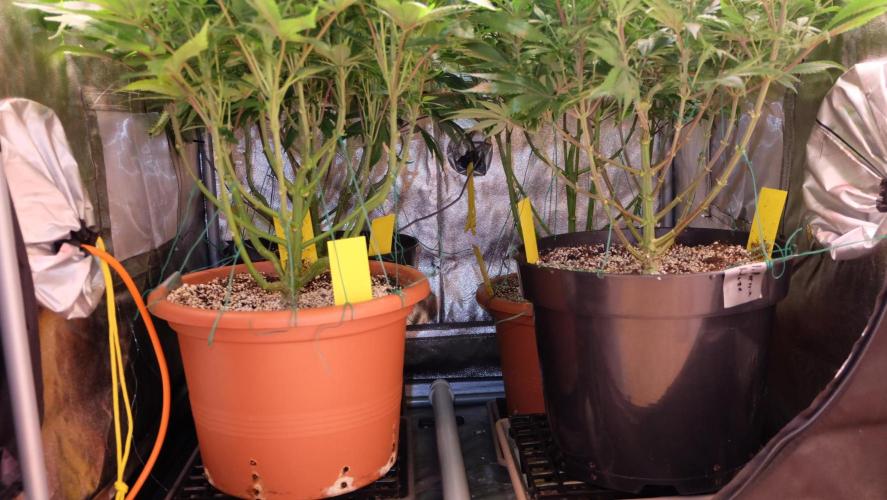 The Hippopotamus's Garden 1. Week 10