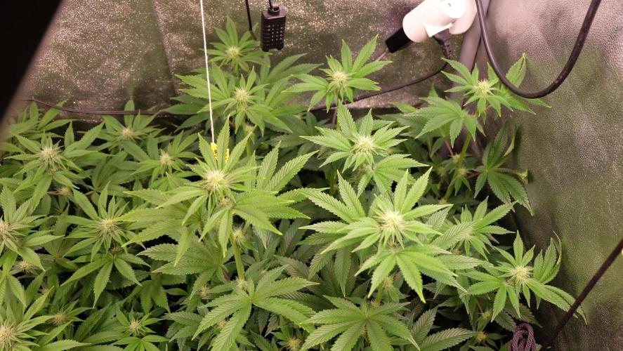 The Hippopotamus's Garden 1. Week 10 - Moon Fog