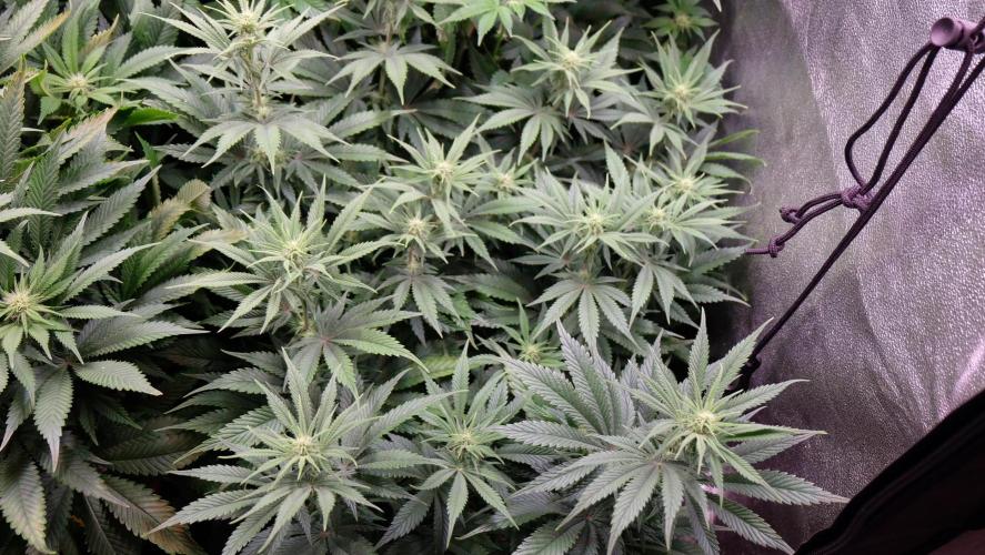 The Hippopotamus's Garden 1. Week 10 - California Haze