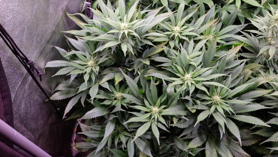 The Hippopotamus's Garden 1. Week 10 -  Karibbean Mango