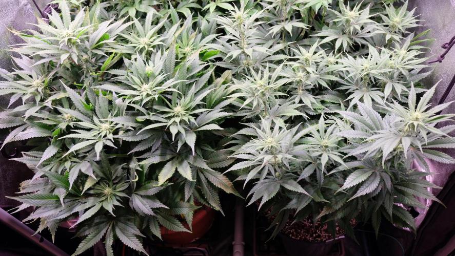 The Hippopotamus's Garden 1. Week 10