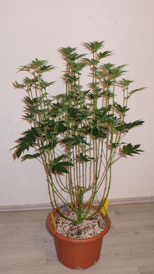 The Hippopotamus's Garden 1. Week 10 - Moon Fog