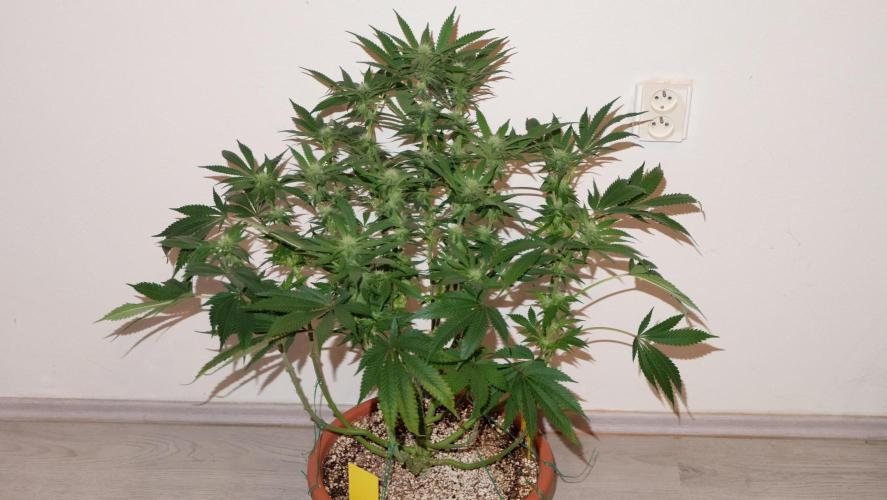 The Hippopotamus's Garden 1. Week 10 -  Karibbean Mango