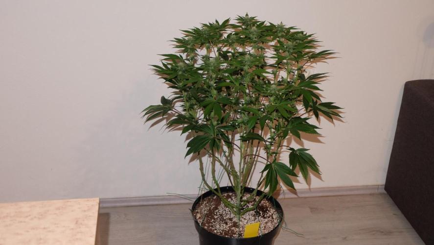 The Hippopotamus's Garden 1. Week 10 - Marshmallow OG