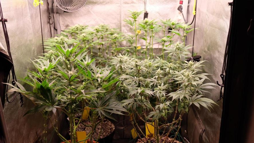 The Hippopotamus's Garden 1. Week 10