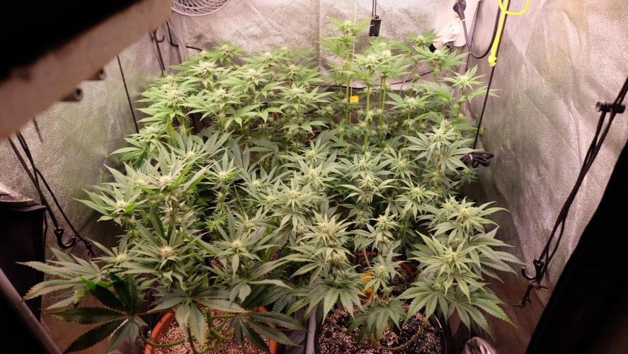 The Hippopotamus's Garden 1. Week 10