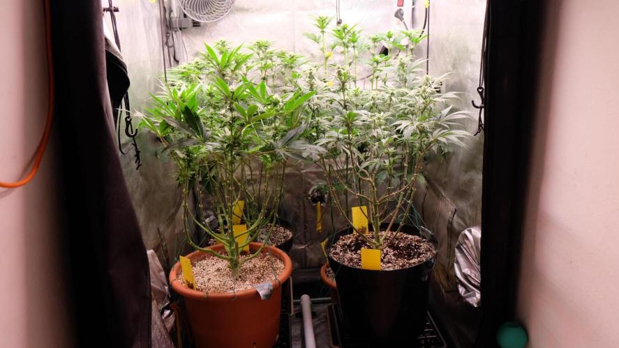 The Hippopotamus's Garden 1. Week 10