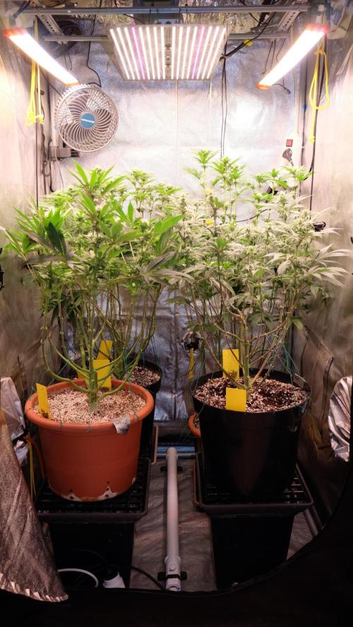 The Hippopotamus's Garden 1. Week 10