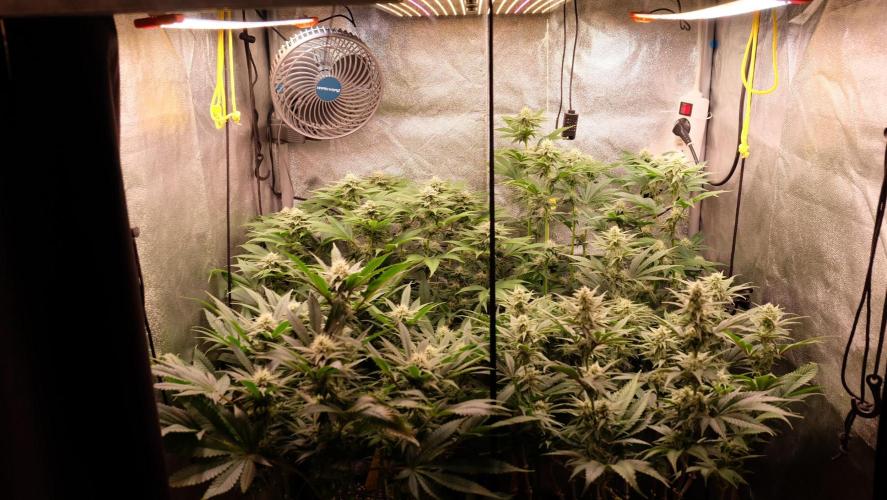 The Hippopotamus's Garden 1. Week 11