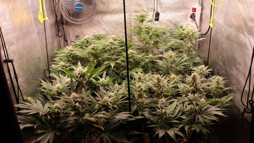 The Hippopotamus's Garden 1. Week 11