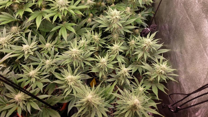 The Hippopotamus's Garden 1. Week 11 - California Haze