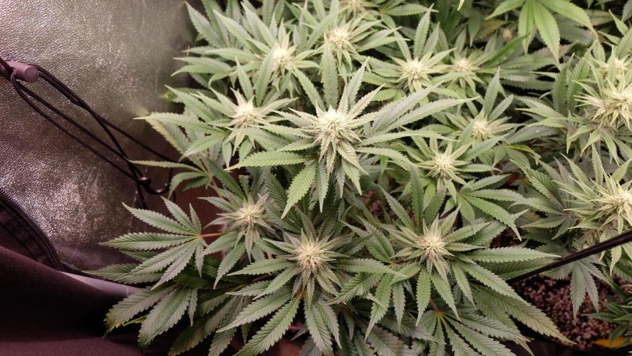 The Hippopotamus's Garden 1. Week 11 - Karibbean Mango