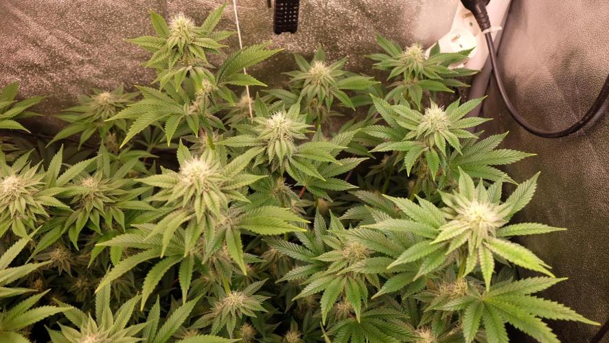 The Hippopotamus's Garden 1. Week 11 - Moon Fog