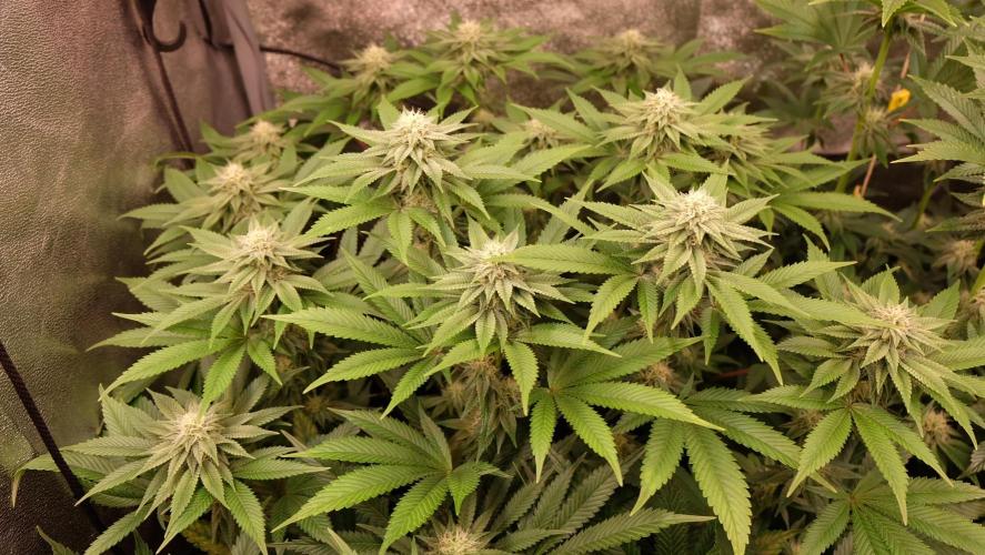 The Hippopotamus's Garden 1. Week 11 - Marshmallow OG