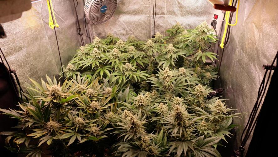 The Hippopotamus's Garden 1. Week 13