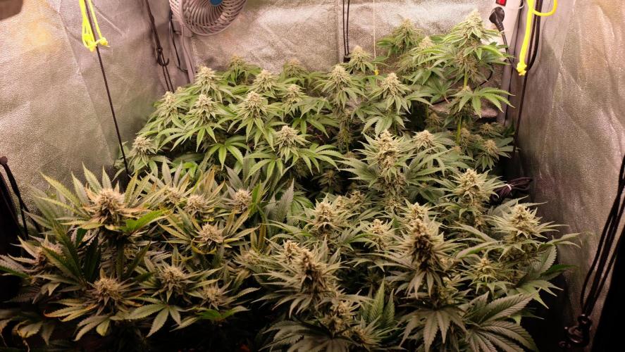 The Hippopotamus's Garden 1. Week 13