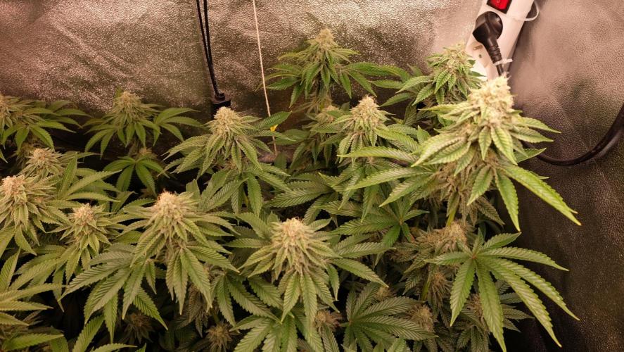 The Hippopotamus's Garden 1. Week 13 - Moon Fog