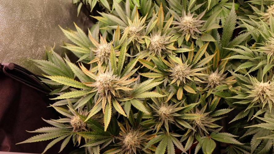 The Hippopotamus's Garden 1. Week 13 -  Karibbean Mango