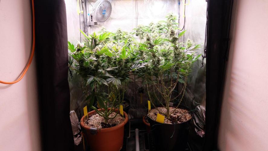 The Hippopotamus's Garden 1. Week 13