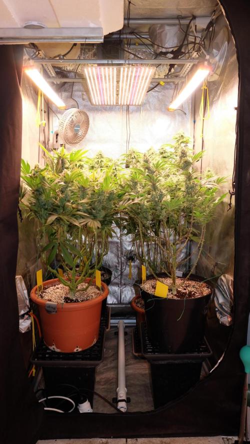 The Hippopotamus's Garden 1. Week 13