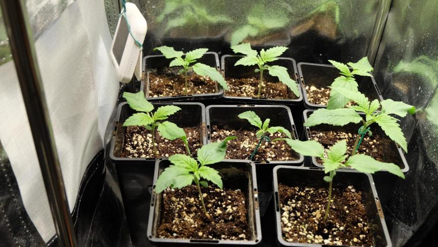 Durban Poison X Kikiriki. Week 2