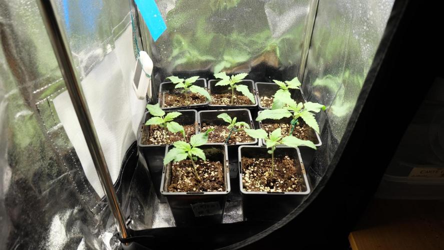 Durban Poison X Kikiriki. Week 2