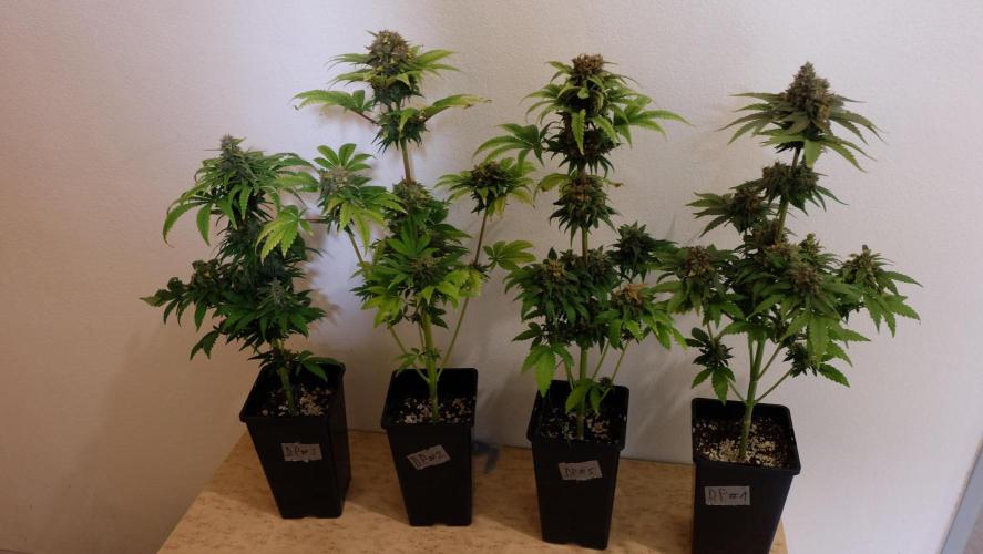 Durban Poison X Kikiriki. Week 8