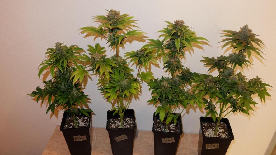 Durban Poison X Kikiriki. Week 8