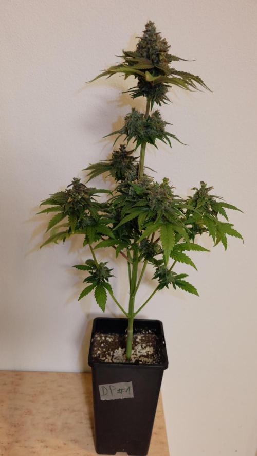 Durban Poison X Kikiriki. Week 8 - #1