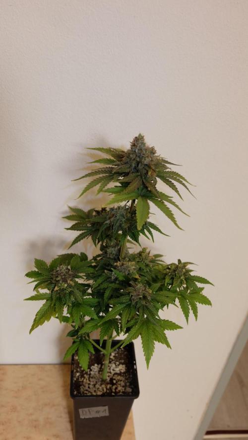 Durban Poison X Kikiriki. Week 8 - #1