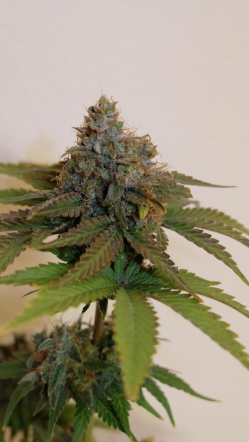 Durban Poison X Kikiriki. Week 8 - #1