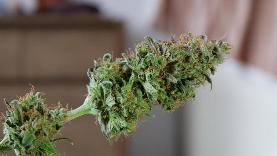 Durban Poison X Kikiriki. Week 8 - #1