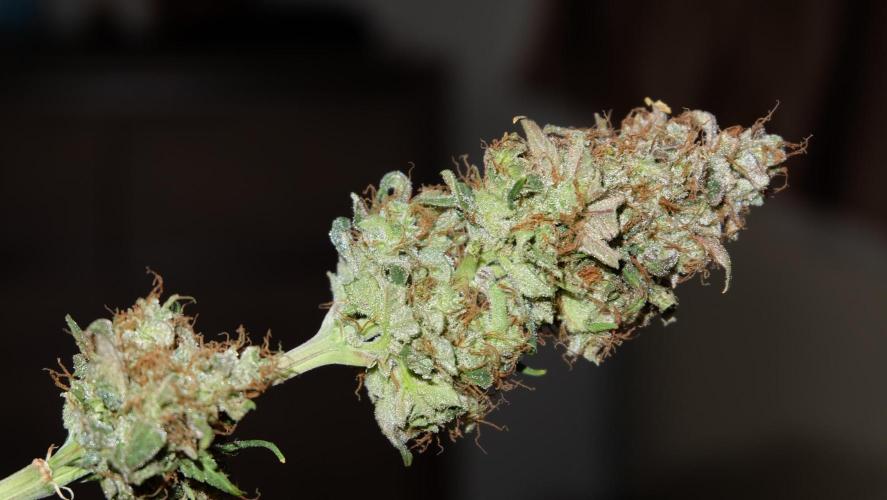 Durban Poison X Kikiriki. Week 8 - #1