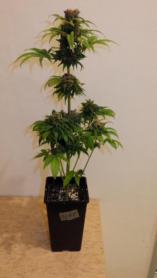 Durban Poison X Kikiriki. Week 8 - #5