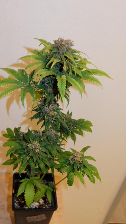 Durban Poison X Kikiriki. Week 8 - #5